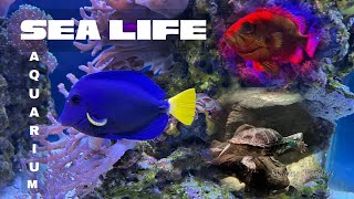 Full Tour Of National SEA LIFE Centre Birmingham  Aquarium  Nemo  Dory  Finding Wonders [upl. by Kussell]