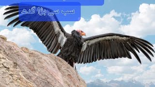 Beautiful Birds of the world 2024 Vultures of the world  Birds Slide Show Vultures slide show [upl. by Eirased767]