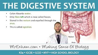 The Digestive System  GCSE Biology 91 [upl. by Lyndon]