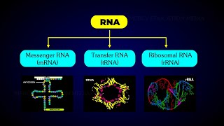 TYPES OF RNA [upl. by Ariak]