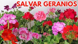 como salvar geranios chuyito jardinero [upl. by Francesca]