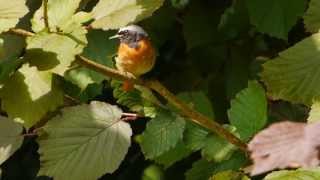 Common Redstart Phoenicurus phoenicurus ♂  Gartenrotschwanz [upl. by Nim]