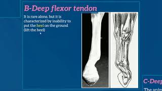 AFFECTIONS OF THE METACARPUSMETATARSUS 1Contraction of digital flexor tendons [upl. by Llenrad28]