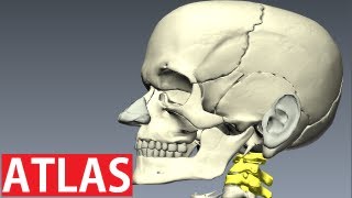 Atlas Anatomy  Cervical Vertebrae Anatomy  Neck Anatomy [upl. by Cornish]