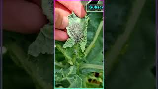 Tons of Aphids on the Cucumbers [upl. by Arodnahs]