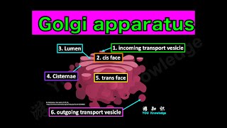 Golgi Apparatus Processing and Packaging Proteins [upl. by Aneahs]