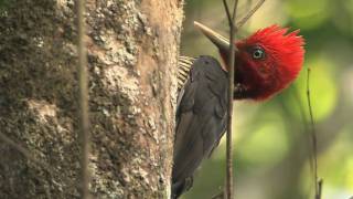 Talking with a Palebilled Woodpecker [upl. by Beare985]