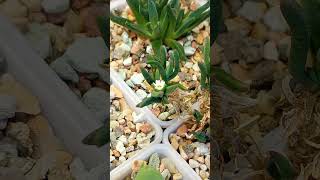 succulents delospermanapiforme delosperma [upl. by Roseann]