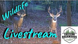 Live DEER and Wildlife In The Backwoods [upl. by Ekyt]