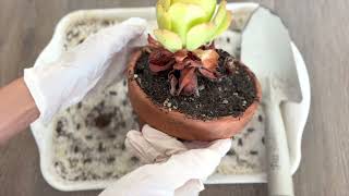 Succulent Saucer Plant Salad Bowl  Repot [upl. by Ahseital]