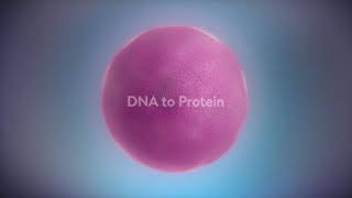 Protien synthesis Polysome action in cell [upl. by Adama]