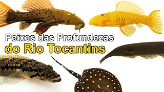 Peixes das profundezas do rio Tocantins [upl. by Aicittel]