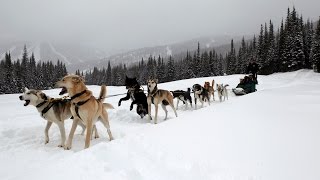 How to drive a dog sled Sun Peaks BC  Dog Sledding in Canada is fun [upl. by Wycoff295]