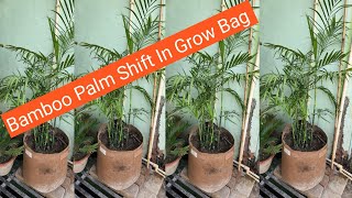 बम्बू पाम को कैसे लगाएं 🌱 Bamboo Palm Care 🌱 [upl. by Aileek44]