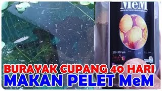 Anak Ikan Cupang Umur 40 Hari makan Pellet Mem [upl. by Nyad]