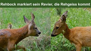 Rehbock markiert sein Revier die Rehgeiss kommt [upl. by Nnahaid]