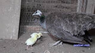 Peahen Cooing Sound Peacock Minute peafowlcom [upl. by Yadseut828]