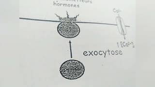 endocytose et exocytose [upl. by Quenby818]