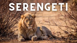 A Fascinating Journey Through Serengeti National Park [upl. by Netsrejk940]