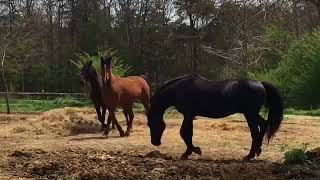 Pasture Breeding Morgan Horses  Educational  40118 Easter Sunday [upl. by Aisatna]