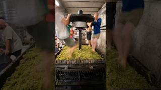 Pressing Viognier Grapes 🎥andersfrederiksteen [upl. by Farmann]