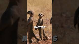 This meerkat can outsmart all its enemies [upl. by Almund]