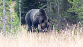 Grizzly Encounter during Hyperphagia [upl. by Ytsirk]