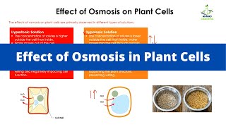 Effect of Osmosis on Plant Cells  Hypertonic Hypotonic and Isotonic solutions [upl. by Yrreb]