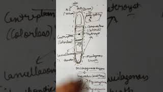 Cyanobacteria blue green algae explained in hindi [upl. by Vassili461]