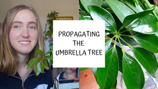 How to Propagate the Umbrella Tree  Schefflera [upl. by Hoagland]