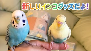 セキセイインコのメルとララ。新しいインコグッズだよ！New budgie items [upl. by Rolfston]