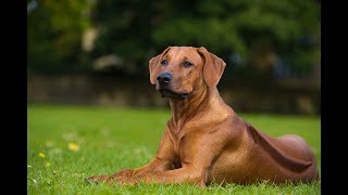 Top 10 Facts about Rhodesian Ridgeback [upl. by Aljan]