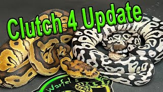 Clutch 4 Update Ball Pythons [upl. by Ennairak]