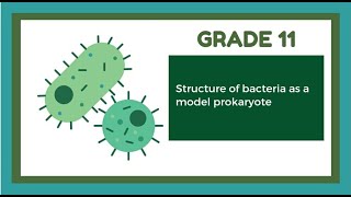 Topic  Structure of Bacteria as a Model Prokaryote  biology [upl. by Star]