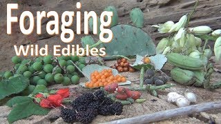 Foraging Wild Food Survival Texas [upl. by Camila423]