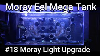 Moray Eel Mega Tank  18  Moray Light Upgrade [upl. by Toomin]