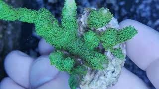 Montipora digitata green fluor coral gandalf [upl. by Bor]