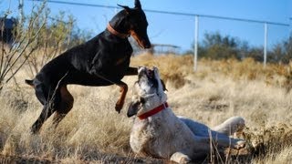 Doberman takes on Kangal  Two breeds playing hard [upl. by Nicholas]