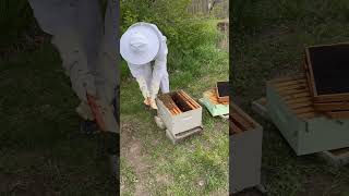 asmr bee bees food life oddlysatisfying satisfying explore share wildlife nature reels [upl. by Anelle]