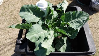 Growing Giant Kohlrabi In Large Trash Bin [upl. by Leirea]