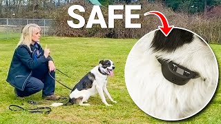 How to SAFELY Use an ECollar to Train your Dog [upl. by Annavahs]