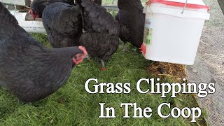 Using Grass Clippings As Bedding For Chickens [upl. by Aurelea]