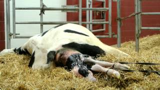 The difficult birth of a baby calf  extraordinary [upl. by Bastien502]