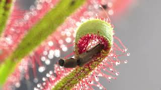 PLANTA CARNIVORA DROSERA CAPTURANDO INSECTO [upl. by Eeniffar929]