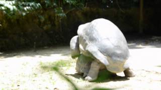 REPRODUCTION DE TORTUES GEANTES [upl. by Crotty]