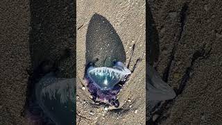 Portuguese man of war on Beach [upl. by Irmina]