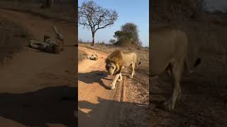 Majestic Lions Roam the Jungle A Glimpse into Wildlife [upl. by Verge622]