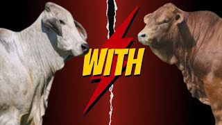 quotBeefmaster x Gray Brahman The Ultimate Crossbreed for HighQuality Resilient Cattle Productionquot [upl. by Yt]