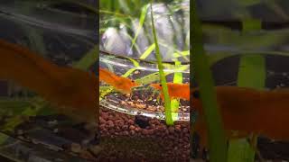 NEOCARIDINA Welche Farbe haben deine aquarium aquascape fishtank natur neocaridina shorts [upl. by Eniamsaj]