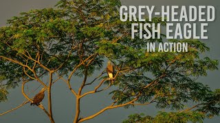 Greyheaded fish eagle in action [upl. by Seditsira378]